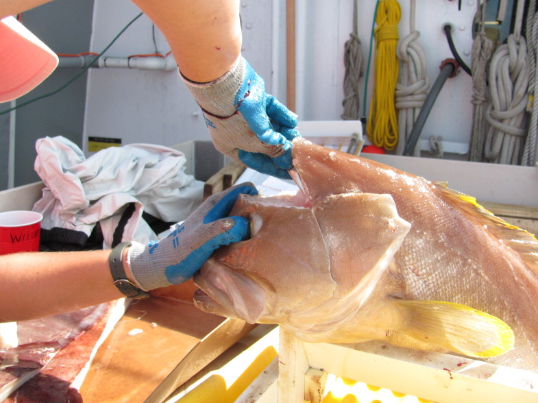 USF Graduate student Liz Herdter carefully removes delicate inner ear bones called "otoliths" from a Yellowedge Grouper. Chemicals trapped in various layers of the otoliths provide a detailed record of the fishes' exposure to toxins throughout its life, and may help provide clues to the fishes' exposure to oil from the Deepwater Horizon spill. (photo: David Levin)