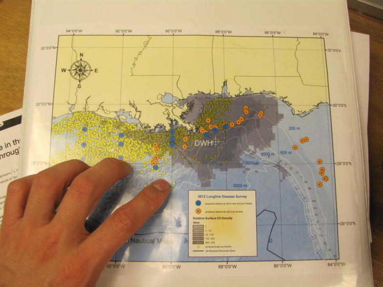 This map shows thousands of oil platforms (represented by yellow dots) scattered throughout the Louisiana and Mississippi Coast in the Gulf of Mexico. White crosshairs mark the site of the Deepwater Horizon disaster, and blue and orange circles represent C-IMAGE sampling sites. (Photo: David Levin)