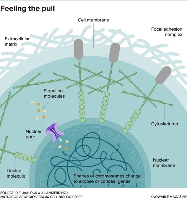 This drawing of a cell lays out the molecules and structures involved in detecting external forces and transmitting them to the nucleus.